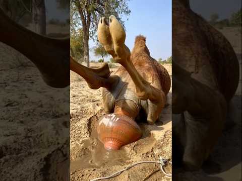 علق الجمل في الأرض بشدة أثناء ممارسة اليوغا فماذا سيحدث له الآن 