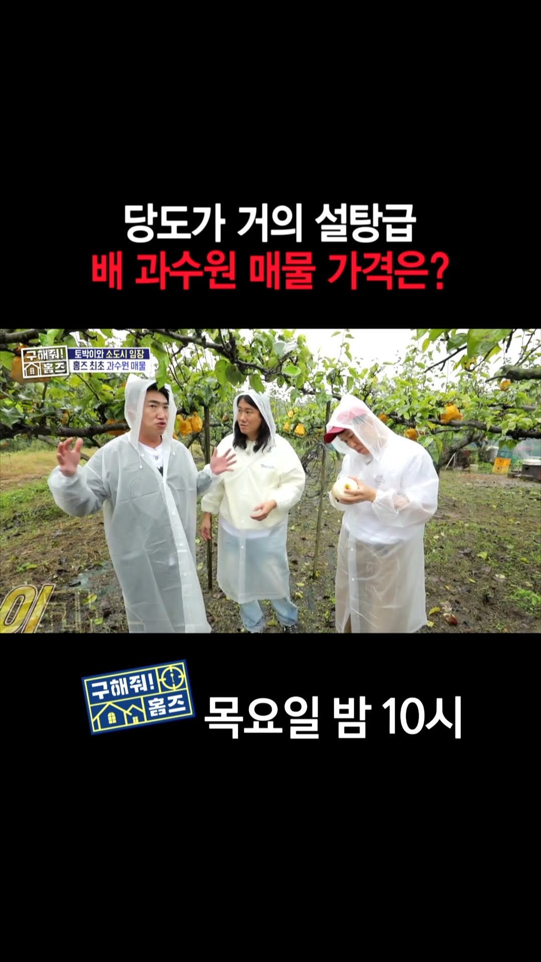 [홈즈후공개] 당도가 거의 설탕급, 배 과수원 매물 가격은?, MBC 241114 방송