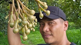 Tips Sukses berkebun durian Musangking dan Ochee