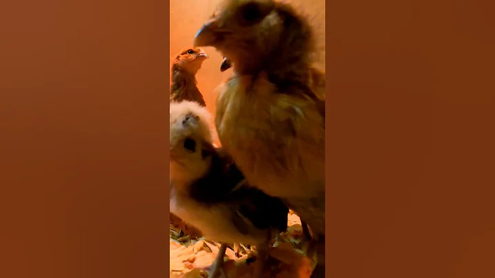 Adorable chicks checking out the Gopro I put in th...
