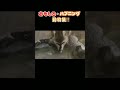 よく見るアニマルナレーションのヤツwww#1