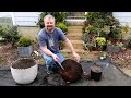 Container Refresh Time - Japanese Maple