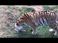 Удивительные истории любви бывают и у тигров! Тайган Tigers in Crimea