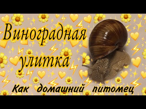 Виноградная улитка как домашний питомец