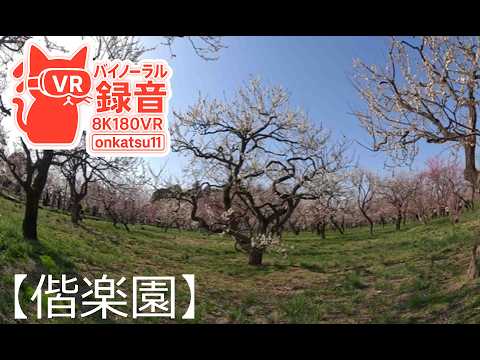 🌸 [Kairakuen Plum Festival — One of Japan’s Three Great Gardens in Bloom (8K VR180)] 🌿Chapter Seven‼