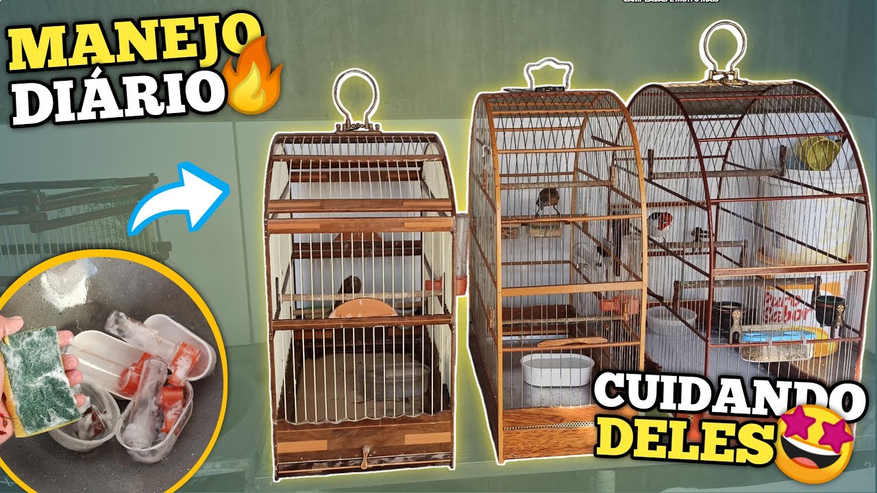 😍 CUIDANDO DOS PASSARINHOS PELA MANHÃ!!! (Papa capim, galo de campina, tico tico e azulão)