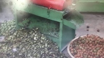green walnut peeling machine