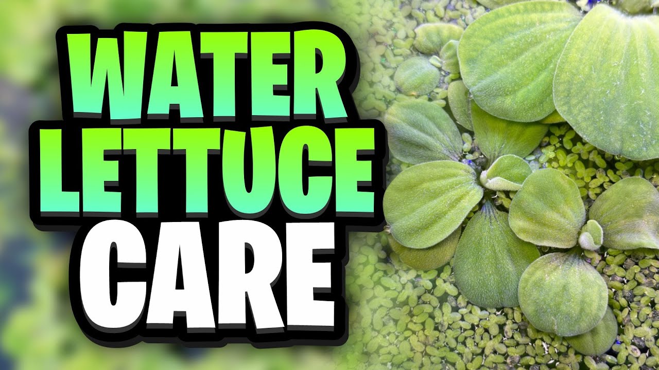 Water Lettuce Care: How To Grow, Propagate, And Maintain It Successfully!