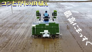 最高の代掻きをしたら最高に真っすぐな田植を。