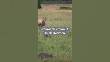 Natural Selection: A Quick Overview
