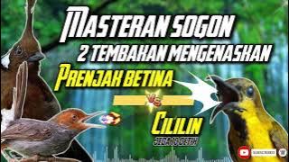 MASTERAN SOGON | 2 TEMBAKAN PRENJAK BETINA DAN CILILIN!! #sogon #sogongacor #sogokontong