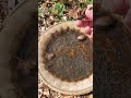 Crows are using my bird bath as a food prep station