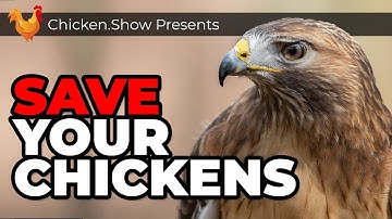 How To KEEP Backyard CHICKENS SAFE From Hawks and Owls