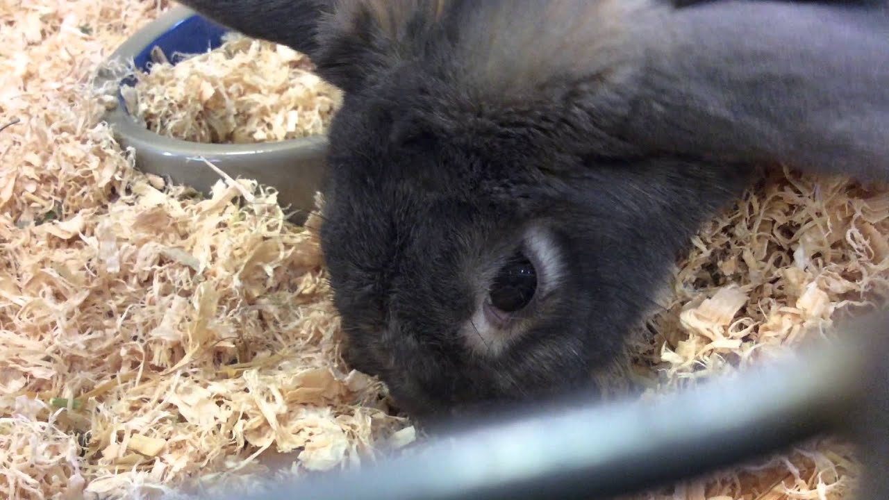 Rabbits eat they POO'!!!!!!!!!!!!!!! YouTube