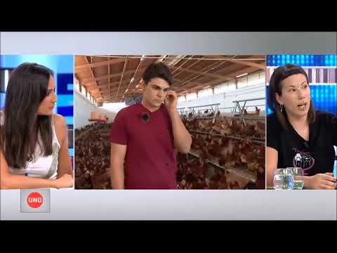 Polémica en España por determinar si los gallos violan o no a las gallinas