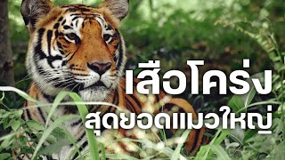 สารคดี 10 นาที - เสือโคร่ง สุดยอดแมวใหญ่