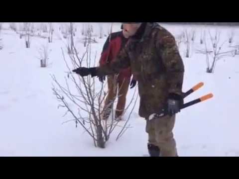 Video: Výhody A Poškodenie Lieskových Orechov