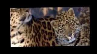 English Doentary Trailer- Amur Leopards