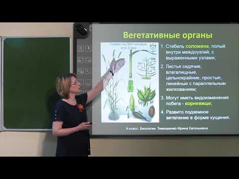 6 класс. Биология.