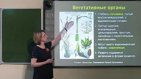 6 класс.  Биология.  Семейство растений класса Однодольные