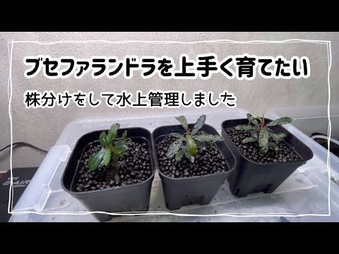 S*ー様 インボイス ブセファランドラ ダークグレー　水中管理 hqdefault.jpg