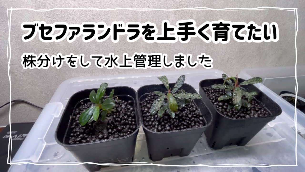 ブセファランドラを水上管理しました - YouTube