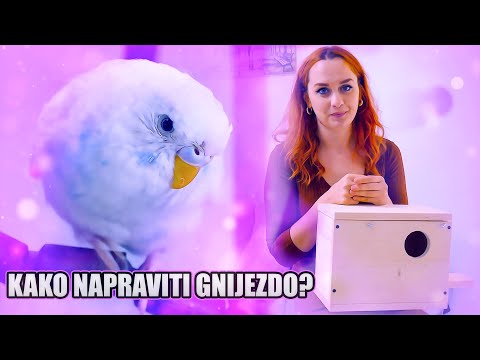 Kako Napraviti Gnijezdo za Papagaje sa Kamerom