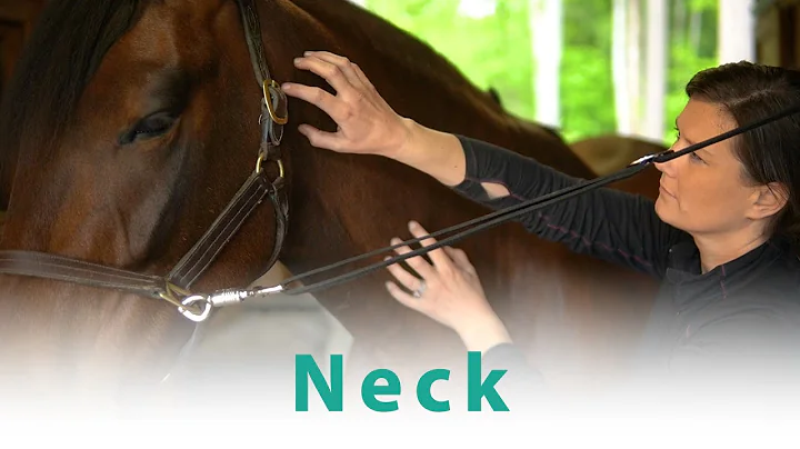 How to release tension in your horse's neck