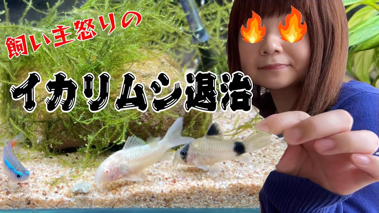 コリドラスがイカリムシに感染 デメリン浴で治す - YouTube