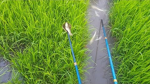 Xiệt Trúng Mánh Cá Lóc Sau Cơn Mưa Đầu Mùa | kích cá miền tây