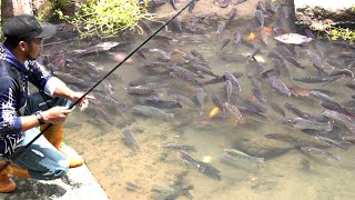 RAKUS❗KAYAK IKAN KOLAM DI KASIH MAKAN #TC237