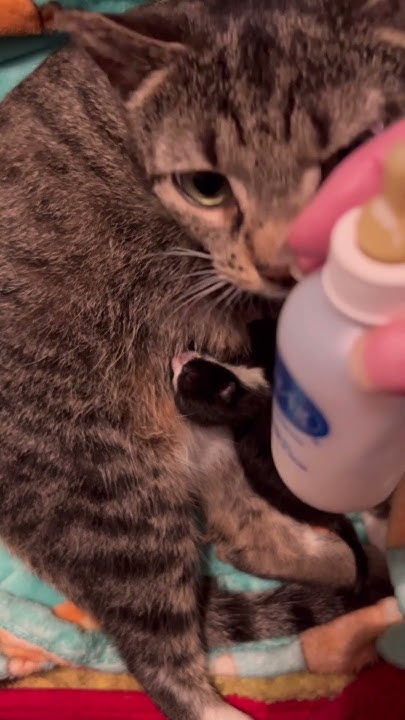 please-help-kitten-won-t-eat-youtube