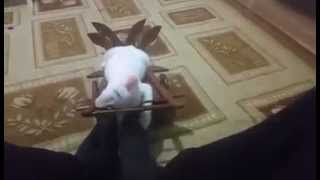 Sevimli Kedi Iş Başinda