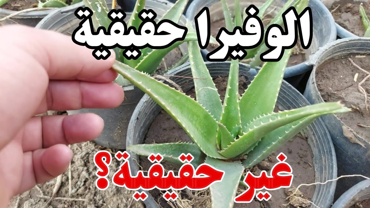 الفرق بين الالوفيرا الحقيقية والمزيفة،الالوفيرا الاصلية واسرار العناية بها