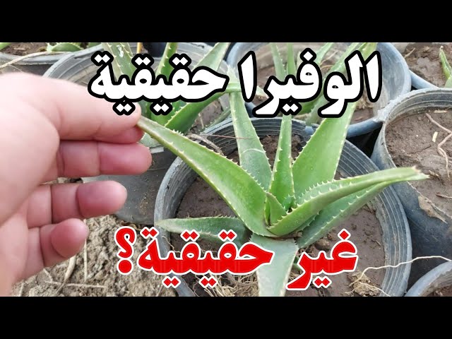 - YouTube