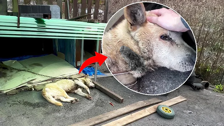 After 11 years of being chained, the dog thought he would be free, but suffering came thumbnail