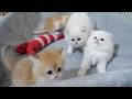 Here are some kittens looking a bit bewildered by a toy they’ve never seen before...