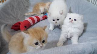 Here Are Some Kittens Looking A Bit Bewildered By A Toy They’ve Never Seen Before...