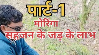 सहजन मरग क जड स लभ ,जड स बनय अचर