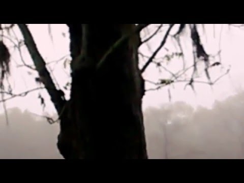 Slow Mo Squirrel Kill With Daisy Powerline 880 Youtube