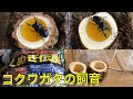 コクワガタの飼育   住まいづくり