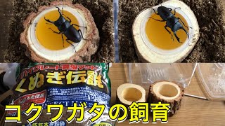 コクワガタの飼育   住まいづくり