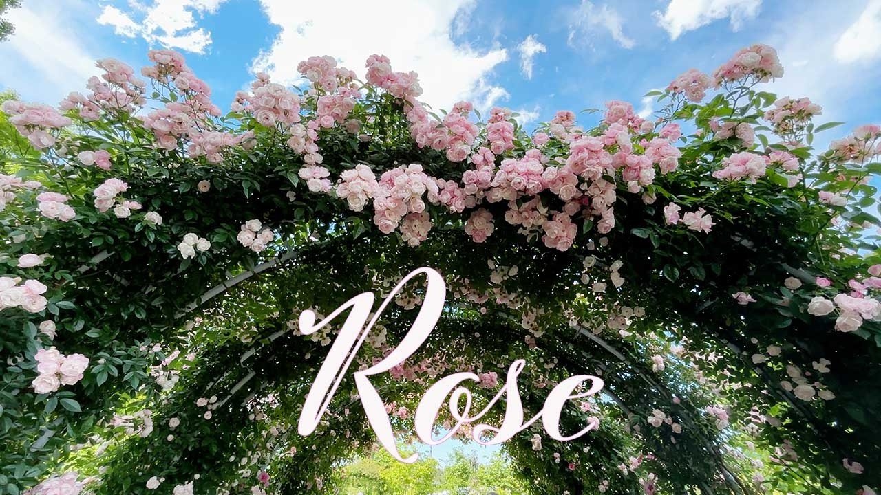 バラ サーポールスミス｜ROSE Sir Paul Smith｜花の手帖のwebバラ図鑑