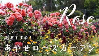 Rose 28】超オススメ！美しさはクライマックスへ〜満開のローズ