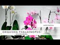 Cuidados de las orquídeas phalaenopsis - Decogarden - Jardinatis