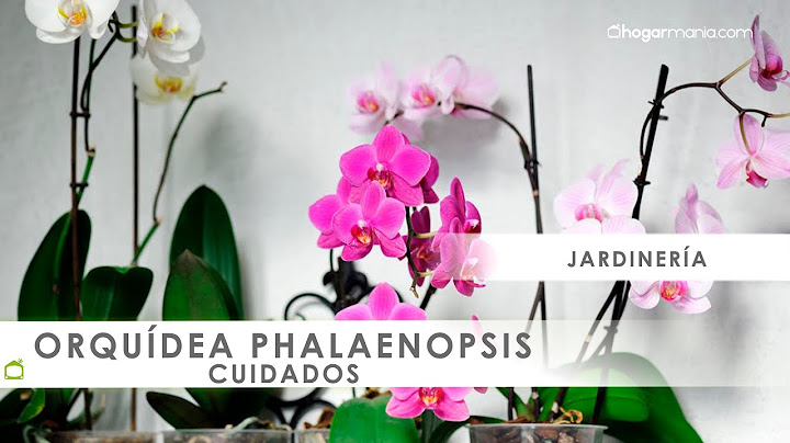 Cuidados de las ORQUÍDEAS phalaenopsis 🌸​ con @Jardinatis 🌸​ - thptnganamst.edu.vn