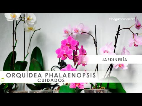 Vídeo: Cuidado De Las Orquídeas