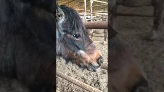 She Spent Her Life Serving Others  horse animalrescue pony sanctuary