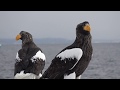 Steller's Sea Eagles and White-tailed Eagles