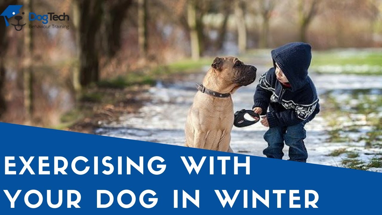 Watch Exercising with Your Dog in Winter video Watch Exercising with Your Dog in Winter video